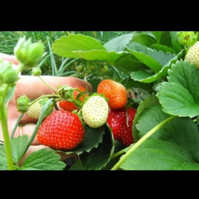 bibit stroberi,bibit tanaman buah stroberi sudah subur perpolybag