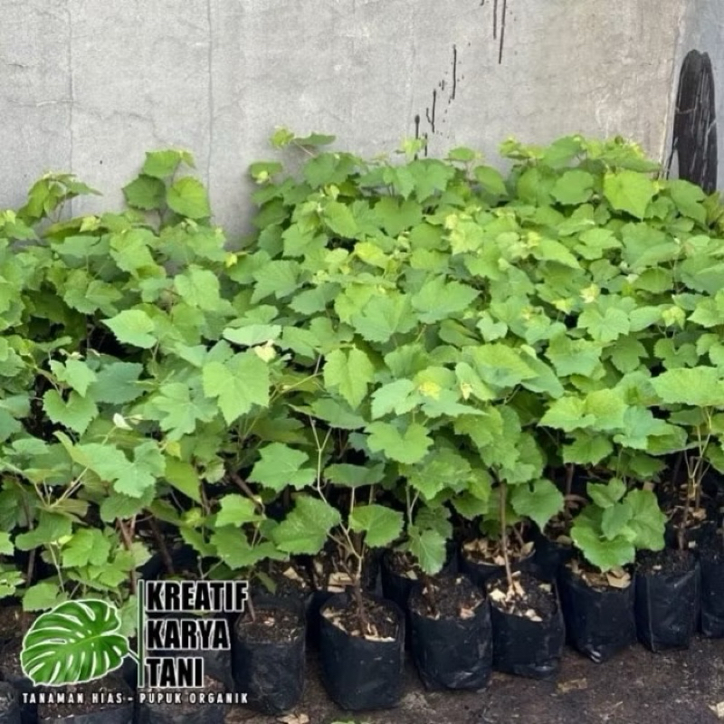 ( GRATIS ONGKIR ) Bibit pohon anggur siap tanam - Pohon buah anggur sudah berbunga