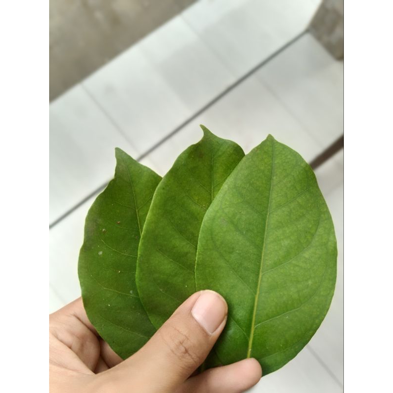 

DAUN SALAM SEGAR 15 lembar , NON PESTISIDA