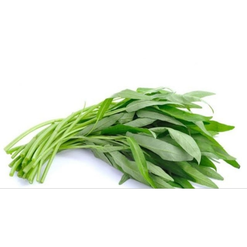 

kangkung