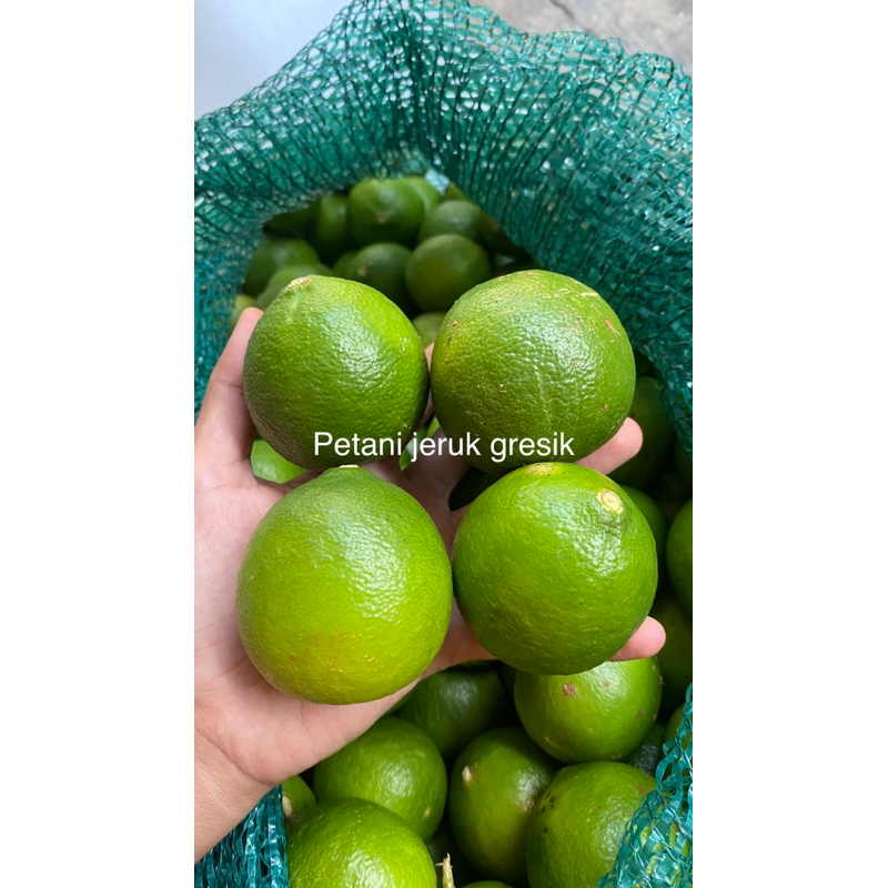 

jeruk nipis 2kg jumbo super lebih murah | banyak air | fresh petik | jeruk peras