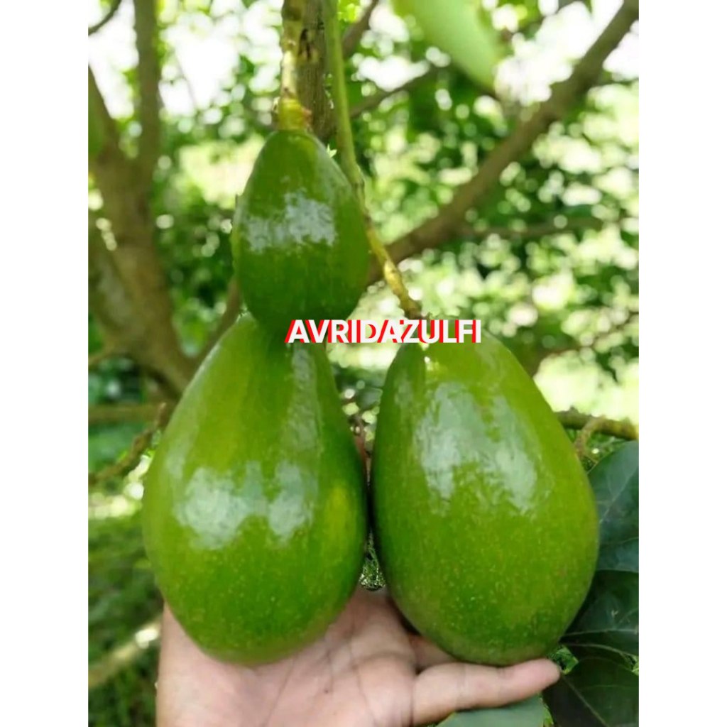 bibit alpukat aligator tinggi 1 meter