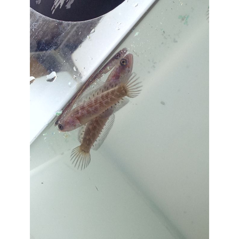 Auranti CB Kejajar Size 6cm - 7cm±