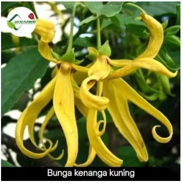 tanaman hias kenanga bunga kuning - bunga kenanga - tanaman hidup