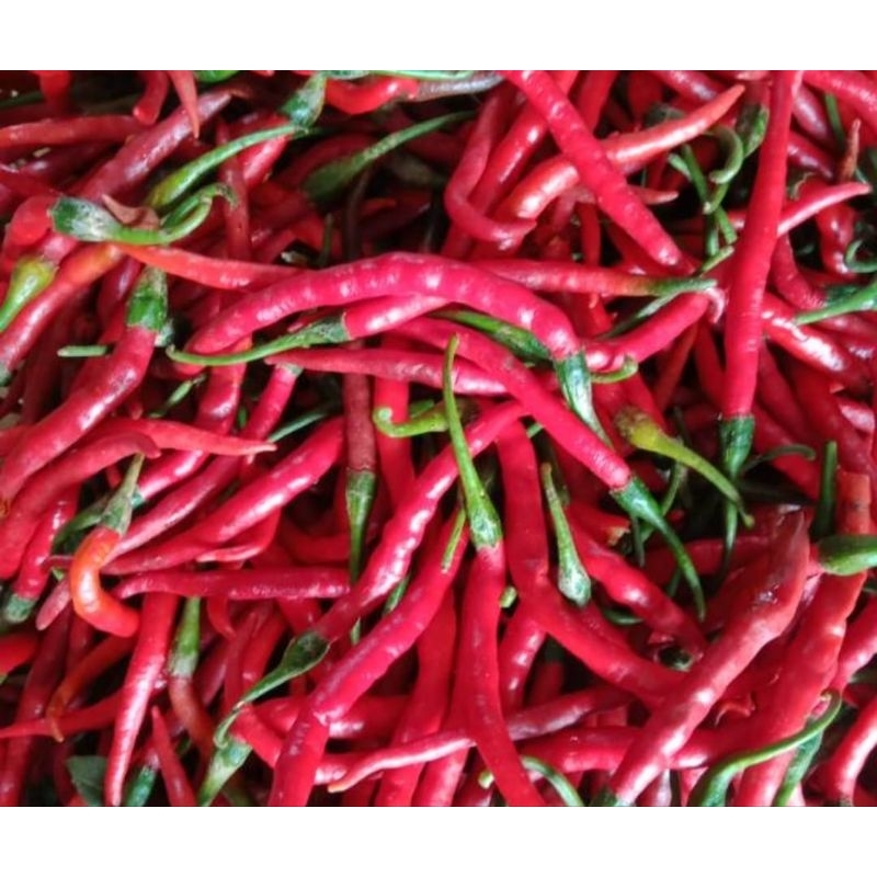 

Cabe Ketiting Merah 100gr