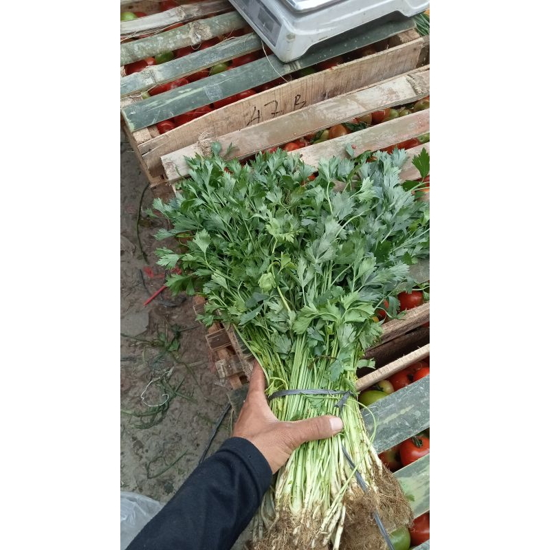 

Daun Seledri - Daun Sop Segar