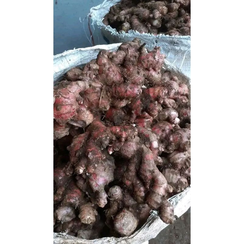 

jahe merah 500gram jahe merah herbal lampung