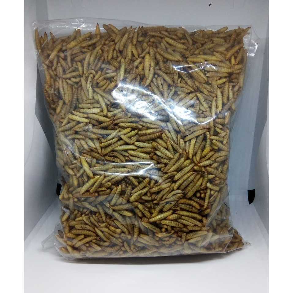Manggot Bsf Manggot Kering Pakan Ikan Predator Louhan Channa Arwana 100gr