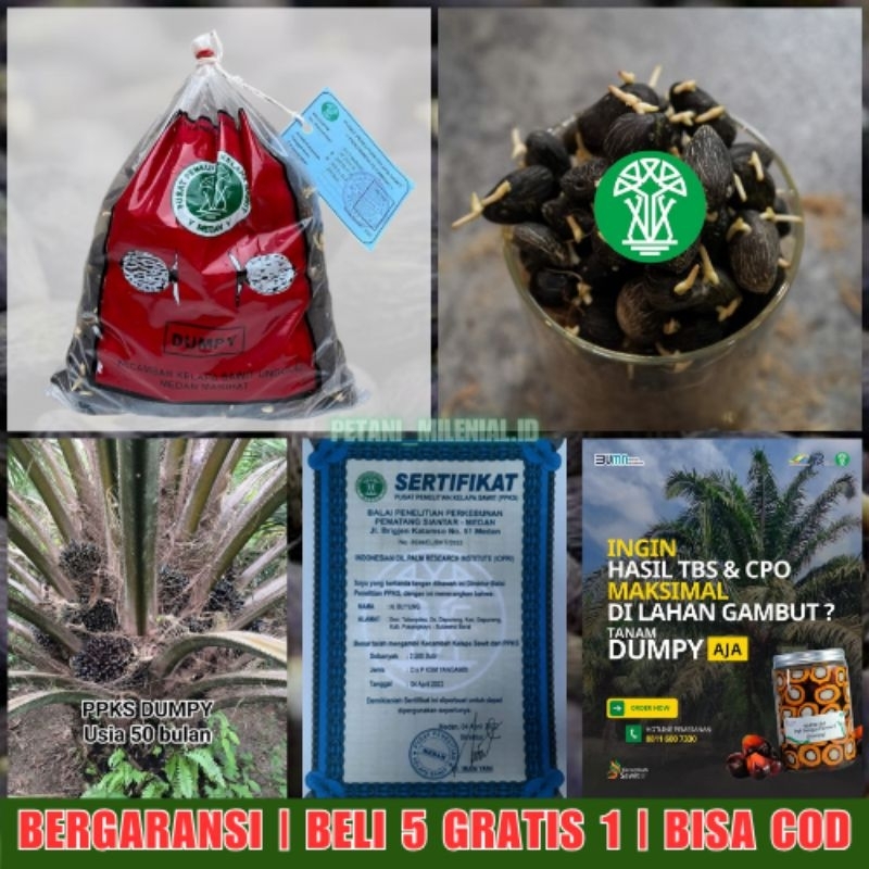 PPKS MARIHAT DUMPY - Bibit Kecambah Sawit Unggul | BELI 5 GRATIS 1 | GARANSI | BERSERTIFIKAT | COD