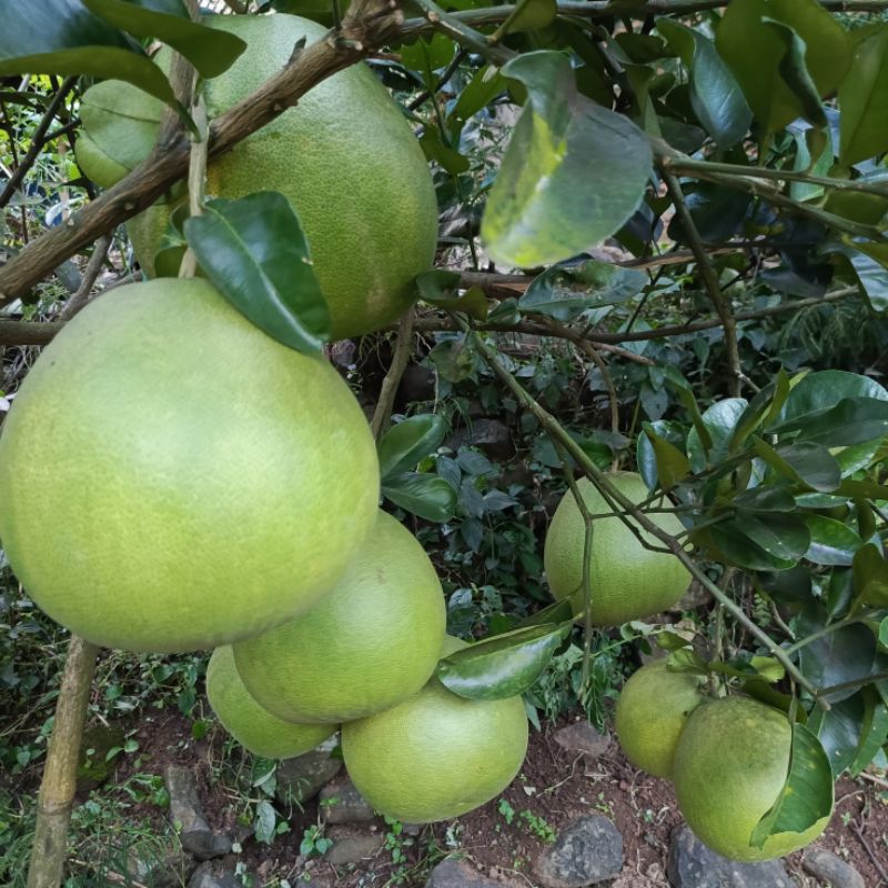 

Jeruk pamelo Madu kualitas Premium berat 2kg Grade A