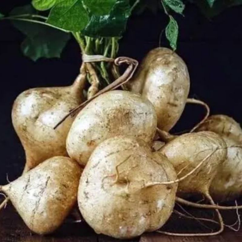 

Bengkoang : Umbi Segar 1 Kg Free Ongkir