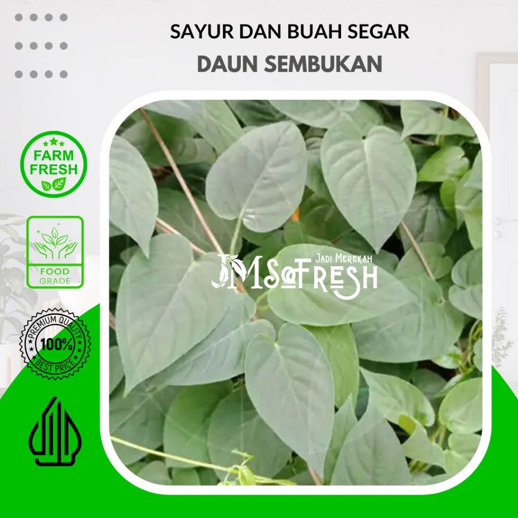 

[JM SoFresh] - Daun Sembukan / Daun Simbukan (Daun Kentut) / Daun kahitutan / Daun Bintaos / Gumi Siki