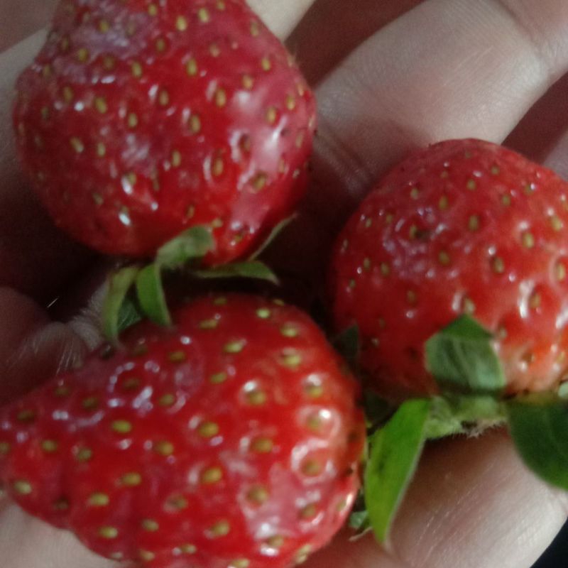 

strawberry