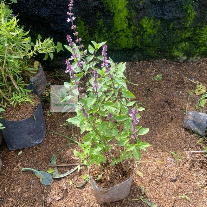 tanaman thai basil Thailand basil