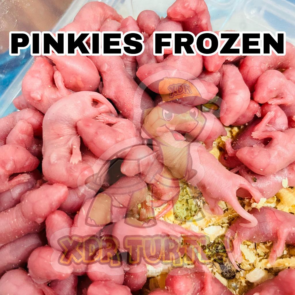 PINKIES FROZEN ANAK TIKUS BEKU MAKANAN ULAR KADAL BIAWAK BEARDED DRAGON / Bearded Dragon