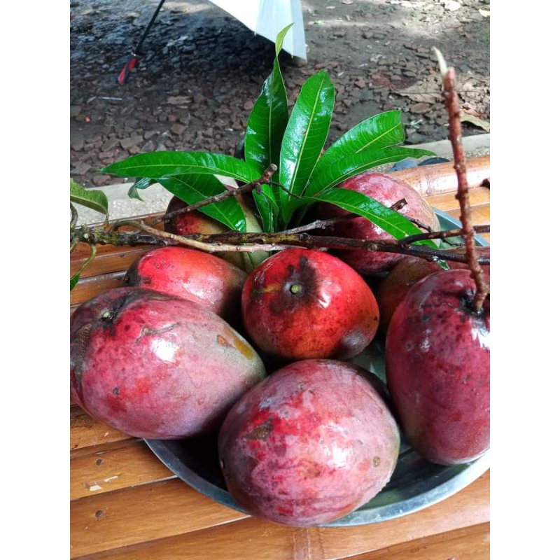 bibit mangga Miyazaki batang besar