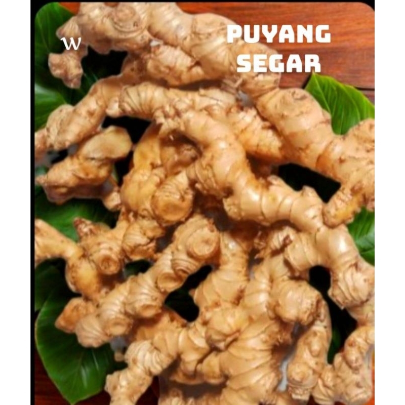 

lempuyang segar 500gr