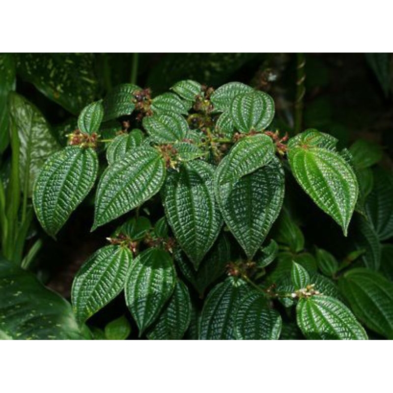 

Daun harendong bulu 100 lembar