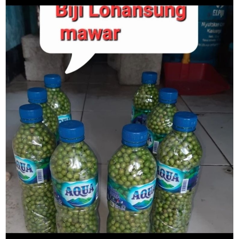 Biji Lohansung Mawar