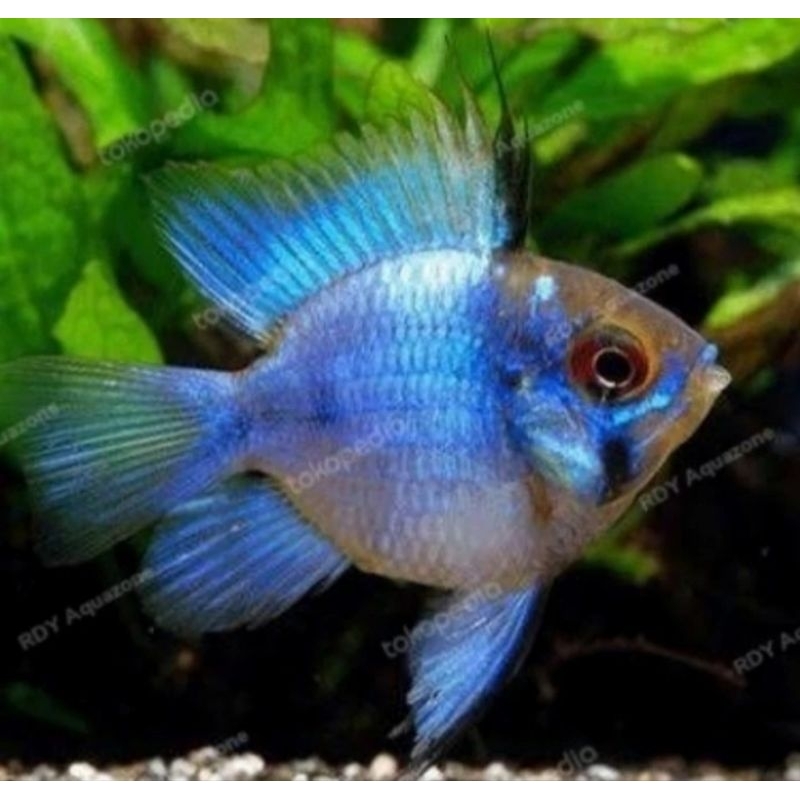 Blue Electric Ramirezi - Ikan Hias Aquascape