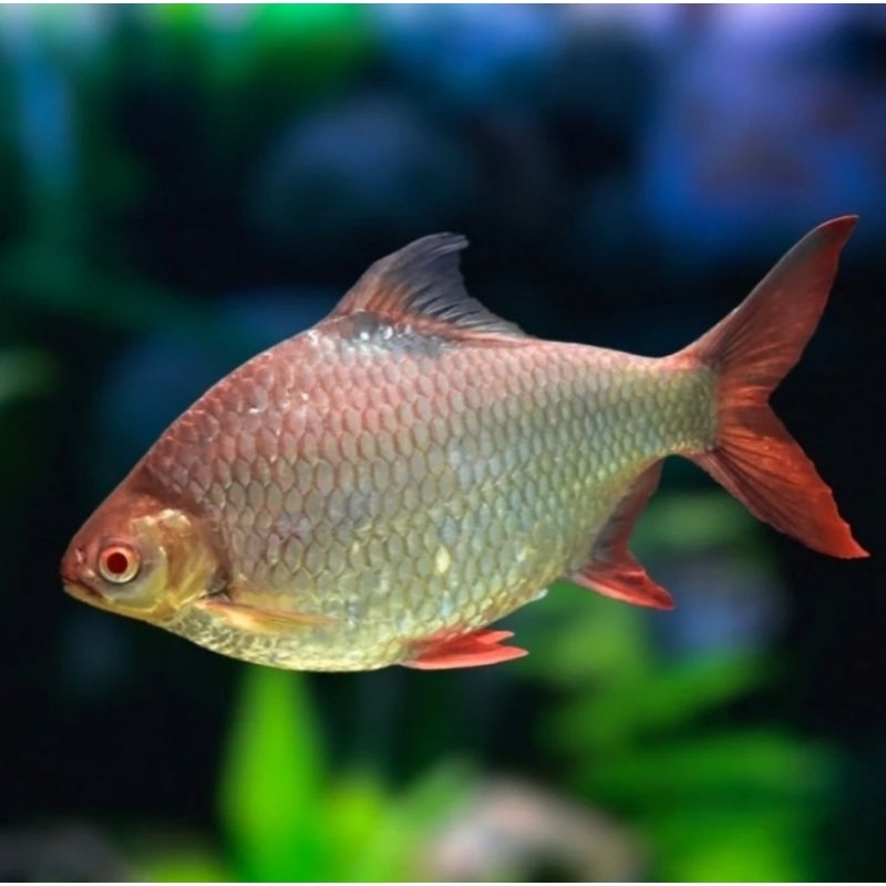 

green kaviat 15cm pembersih sisa kotoran arowana koi