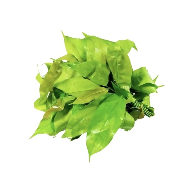 

Daun Melinjo 1 Ikat