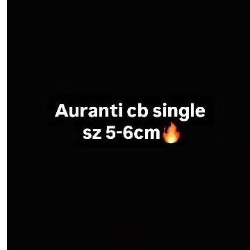 channa auranti ukuran 5-6cm