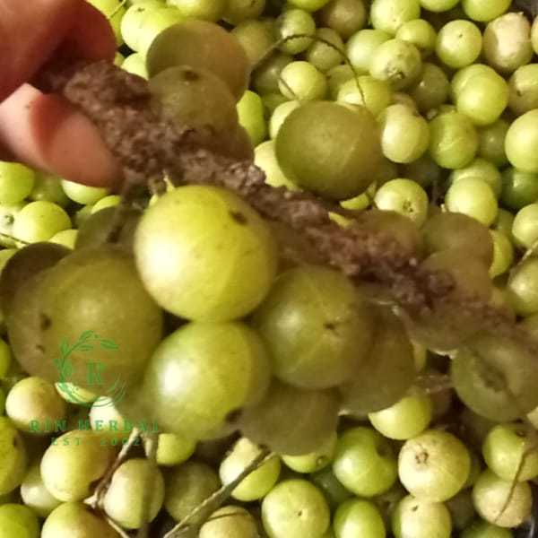 

Buah Malaka Segar Amla Malaka fresh