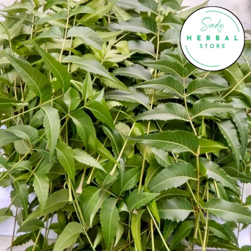 

Daun Mindi Segar Fres Isi 1 Kg