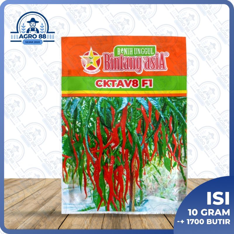 CKTAV8 F1 ( cabe besar)