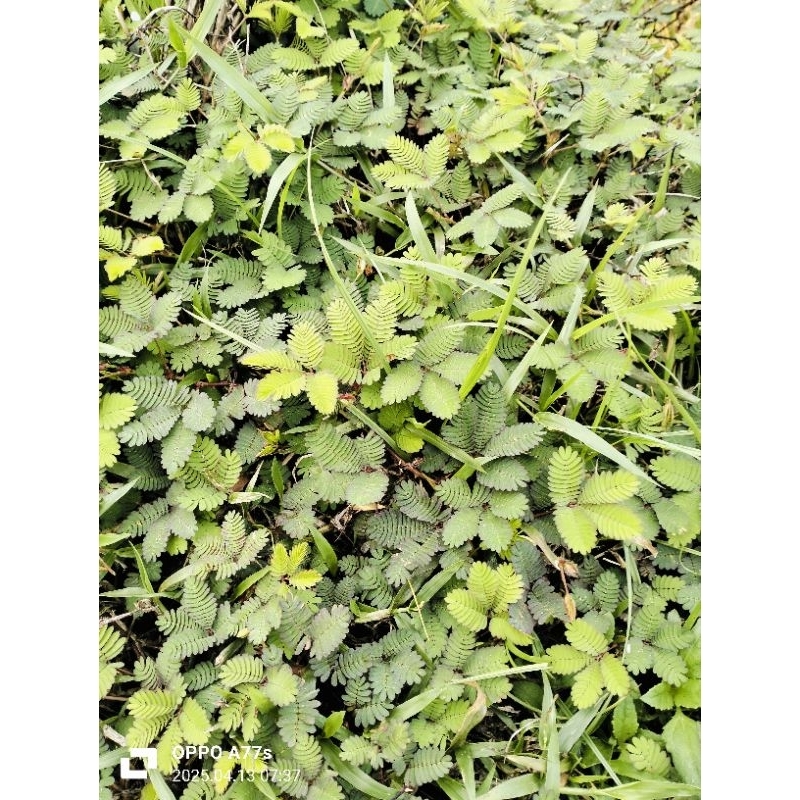 

daun putri malu per 50 lembar 5000