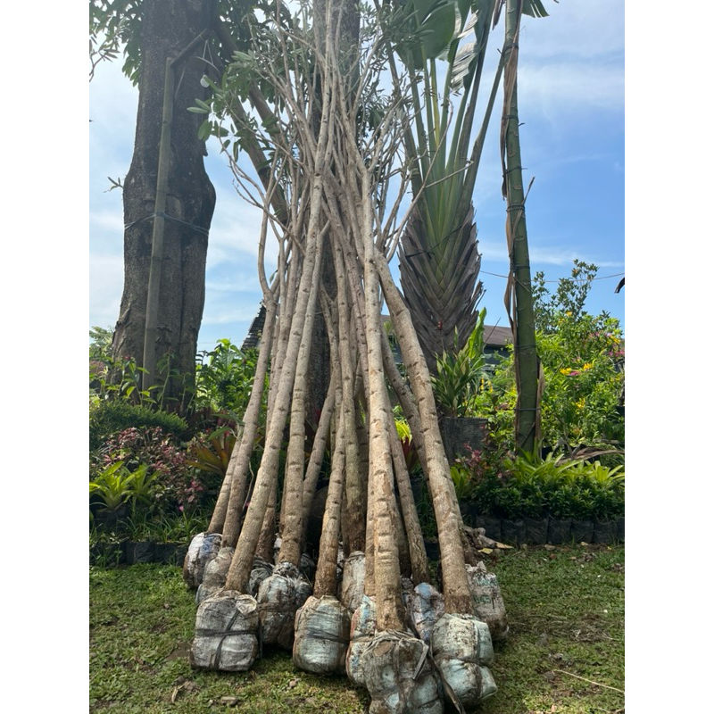 pohon besar tabebuya kuning 3 meter tabebuya 2-3 meter