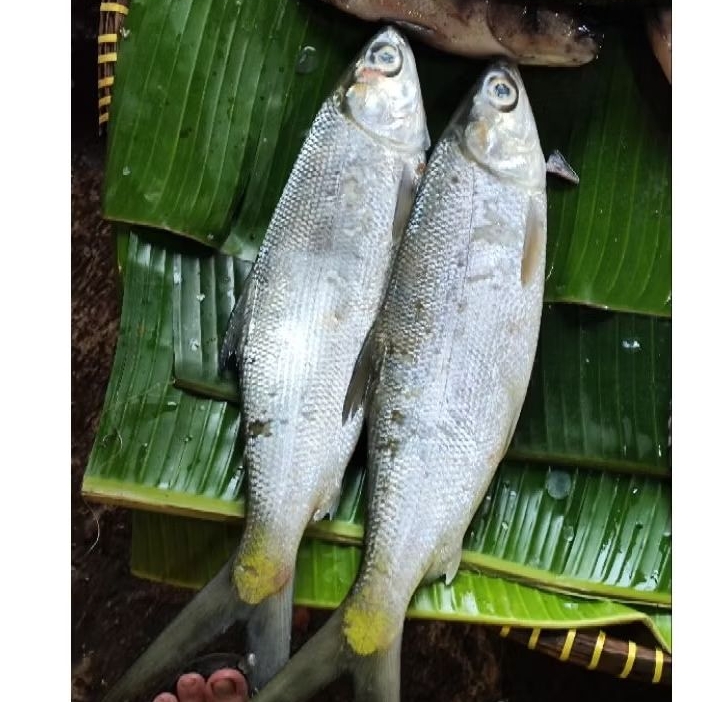 

Ikan bandeng Fresh Segar