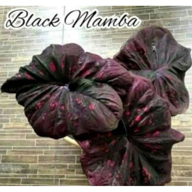 caladium black mamba