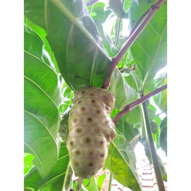 

Buah Mengkudu / Buah Pace 1pcs