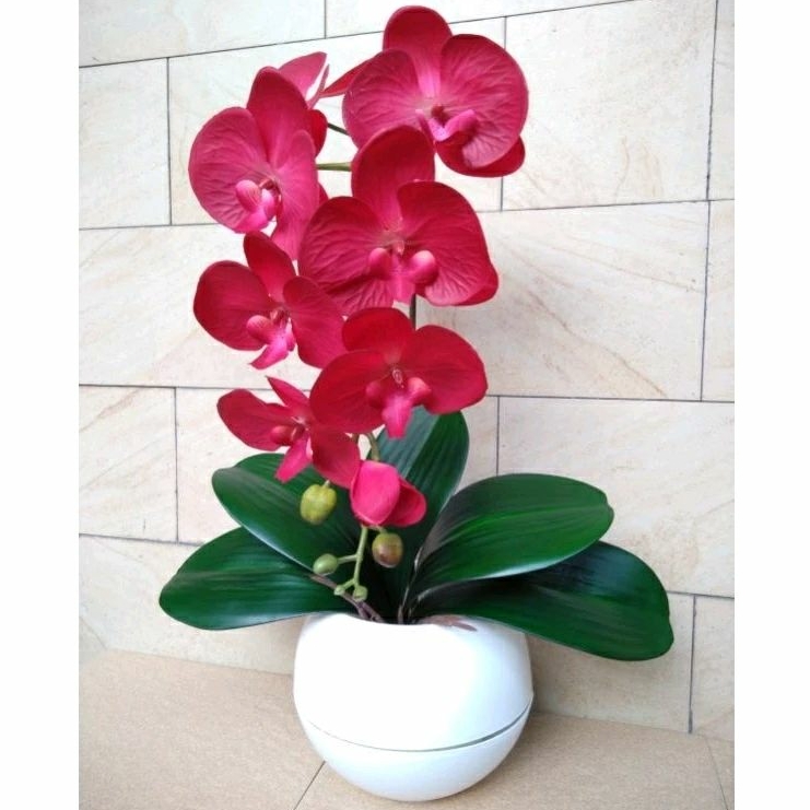 ANGGREK LATEX MERAH SUPER PREMIUM 1 TANGKAI DAUN JUMBO ( BISA INSTAN AREA SEMARANG )