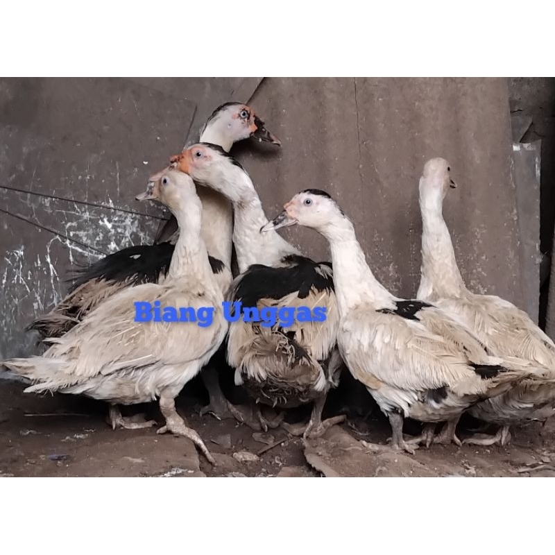 

Entok fresh / mentok potong fresh / entok jago ngos