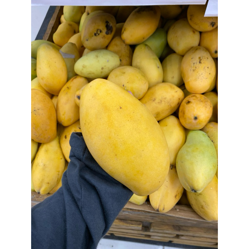 

Mangga thailand - mangga dok mai-mangga-import-nam dok mai