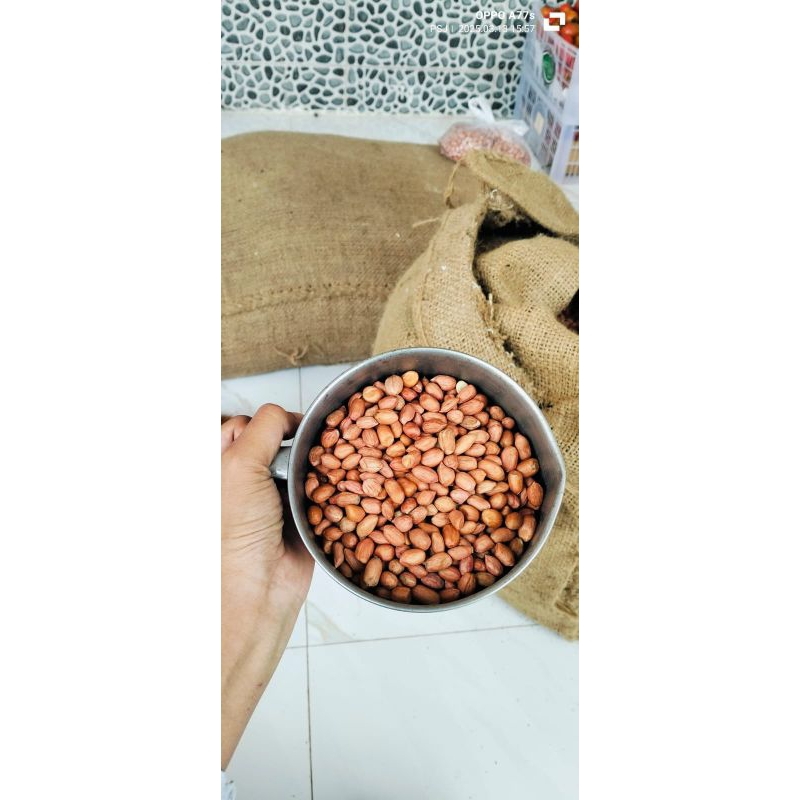 

kacang india