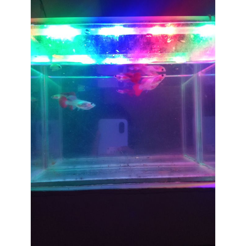 guppy belly glass red benyala