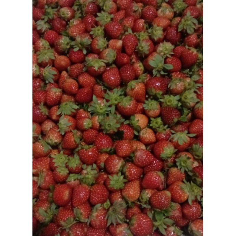

Paket 5kg Strawberry Fresh Mini