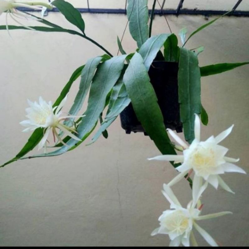 Bunga wijaya kusuma putih - tanaman hias wijaya Kusuma putih