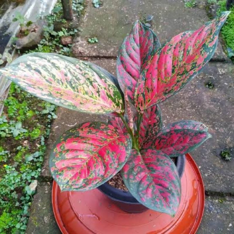 ( BISA COD ) Tanaman Hias Aglonema Red Venus Besar Rimbun Bunga Hias Aglaonema Venus Bisa Indoor & O