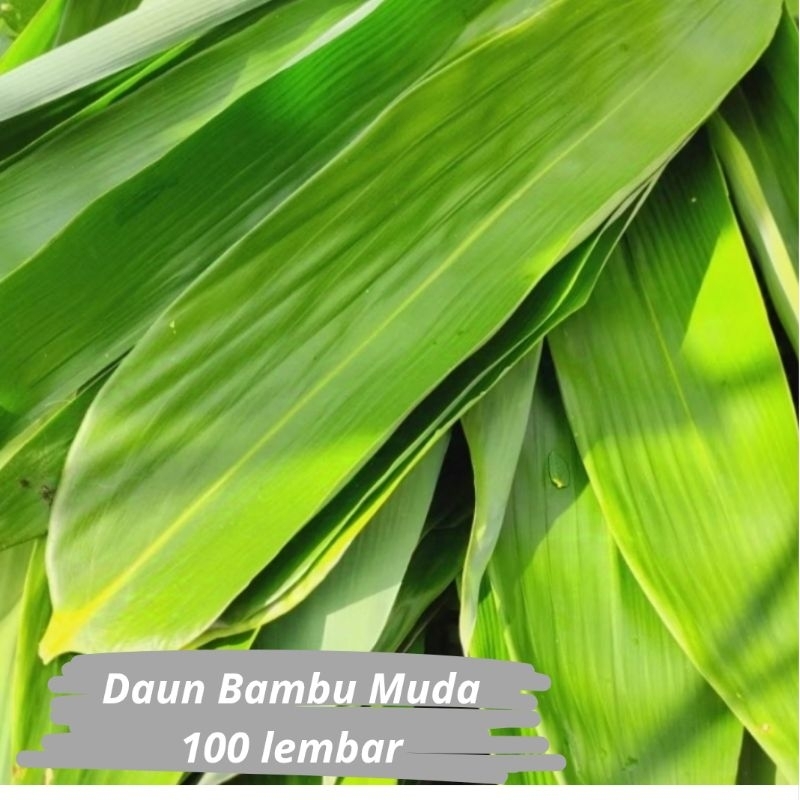 

[ANS] Daun Bambu Muda Segar Bungkus Bacang 100 Lembar