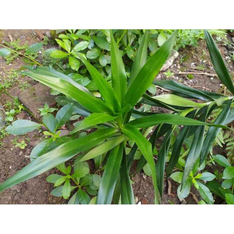 

DAUN SUJI HIJAU | Beli 10 lembar gratis 3 lembar | 100% segar