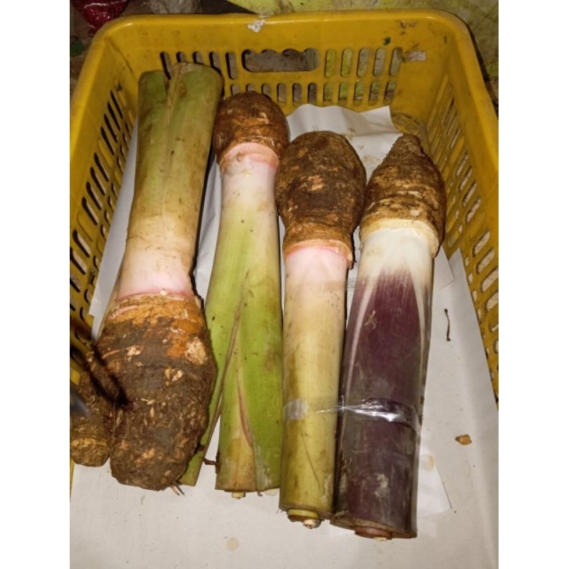 

umbi talas Bogor warna putih 1 pcs promo panen