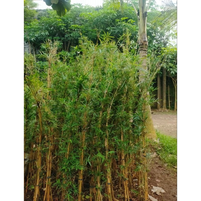 Tanaman Hias bambu kuning kelisik tinggi 2 meter