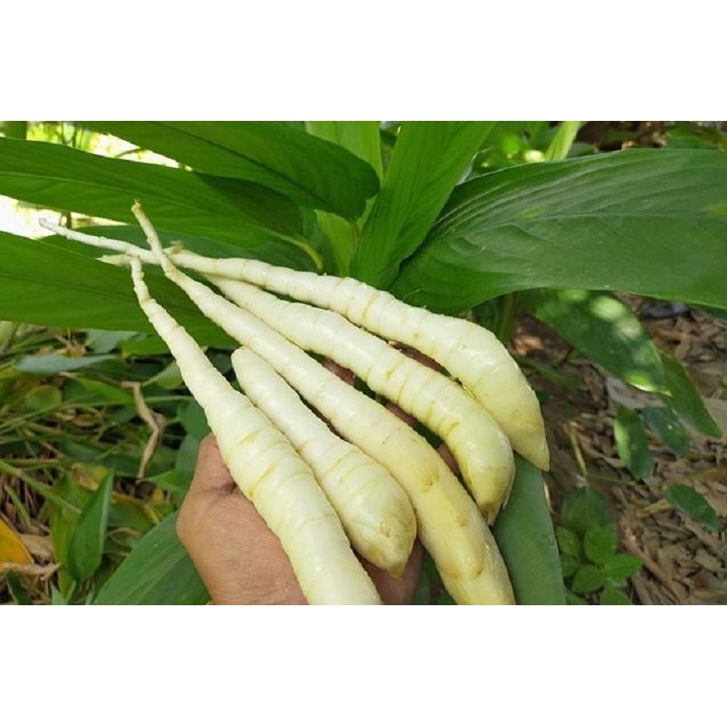 

umbi garut atau umbi sagu fresh 500 gram