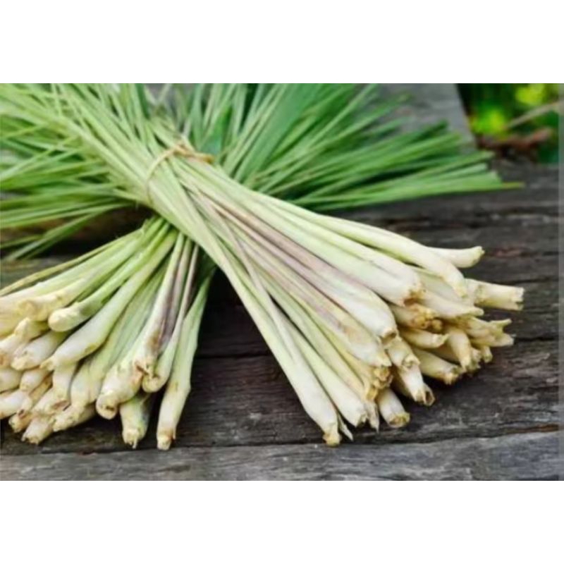 

SEREH SEGAR 250 GRAM