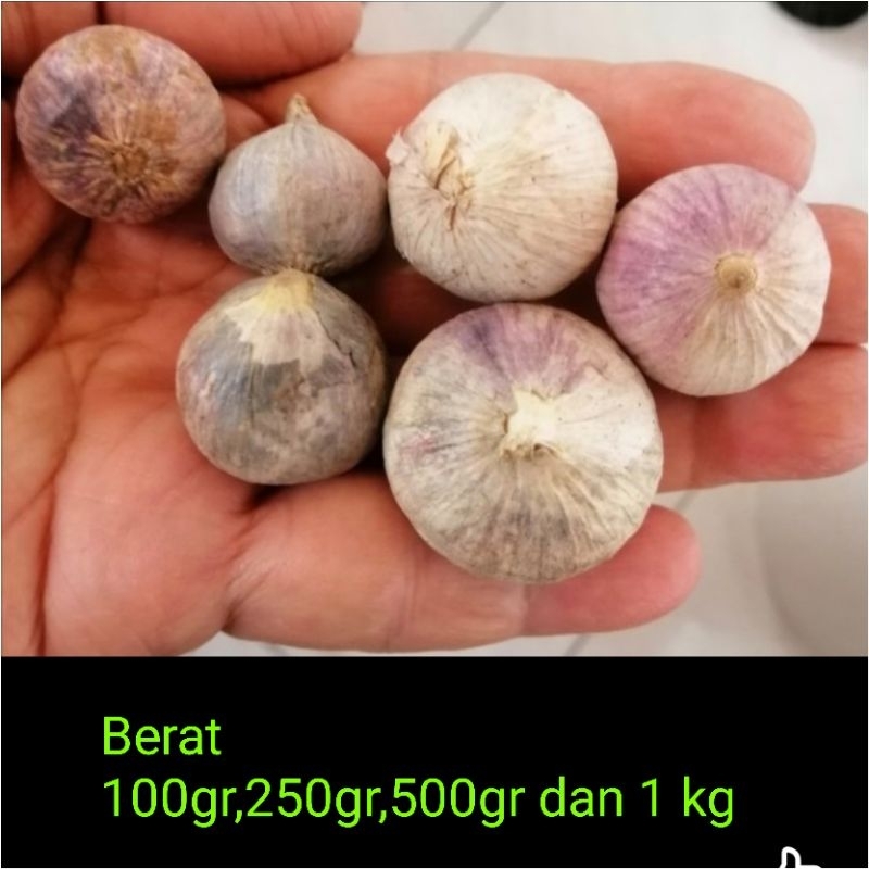 

Bawang putih tunggal/Bawang Lanang Tunggal/Bawang Tunggal Pilihan